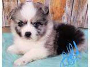 Miniature Australian Shepherd Puppy for sale in Englewood, TN, USA