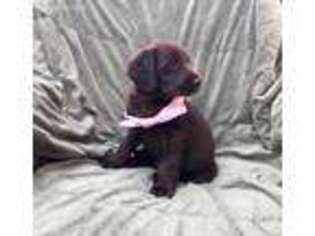 Labradoodle Puppy for sale in Colchester, CT, USA