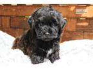 Mutt Puppy for sale in Monroe, LA, USA