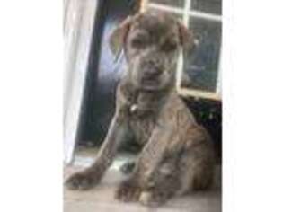 Cane Corso Puppy for sale in Mantua, OH, USA