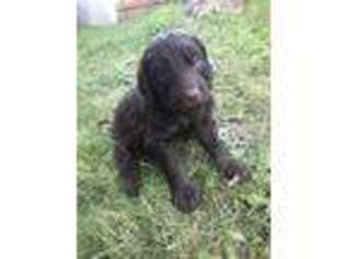 Labradoodle Puppy for sale in Albany, OR, USA