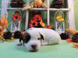 Jack Russell Terrier Puppy for sale in Amite, LA, USA