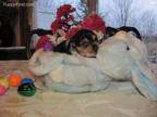 Beagle Puppy for sale in Imlay City, MI, USA
