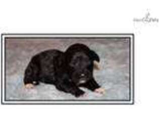 Portuguese Water Dog Puppy for sale in Winchester, VA, USA