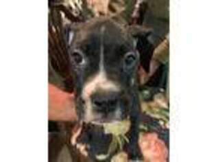 Boxer Puppy for sale in Bakersfield, CA, USA