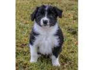 Border Collie Puppy for sale in Mount Vision, NY, USA