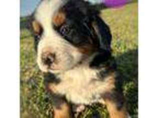 Bernese Mountain Dog Puppy for sale in Lawton, OK, USA