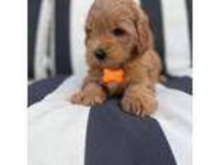 Goldendoodle Puppy for sale in New Palestine, IN, USA