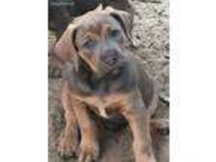 Boerboel Puppy for sale in Thonotosassa, FL, USA