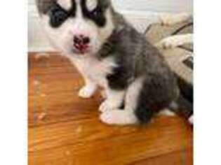 Siberian Husky Puppy for sale in Harrison, NJ, USA