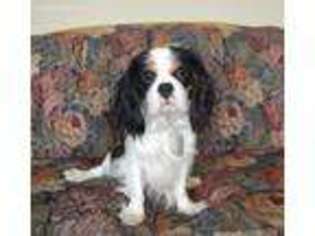 Cavalier King Charles Spaniel Puppy for sale in Preston, ID, USA