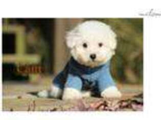 Bichon Frise Puppy for sale in Little Rock, AR, USA