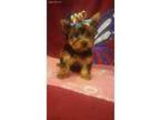 Yorkshire Terrier Puppy for sale in Blanchester, OH, USA