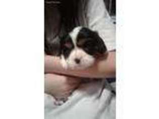 Cavalier King Charles Spaniel Puppy for sale in Millington, TN, USA