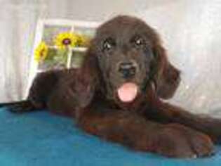 Newfoundland Puppy for sale in Queen Creek, AZ, USA