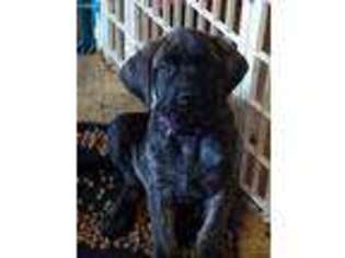Mastiff Puppy for sale in Caldwell, TX, USA