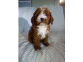 Cavapoo Puppy for sale in West Bloomfield, MI, USA