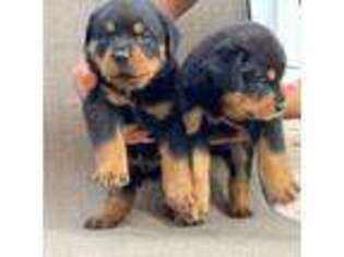 Rottweiler Puppy for sale in Freeport, NY, USA