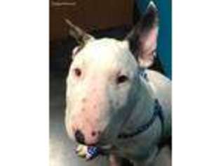 Bull Terrier Puppy for sale in Myrtle Beach, SC, USA