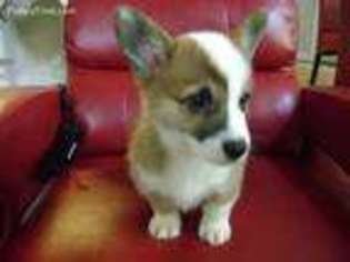 Pembroke Welsh Corgi Puppy for sale in Charlotte, NC, USA