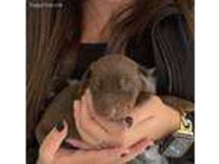 Doberman Pinscher Puppy for sale in Menifee, CA, USA