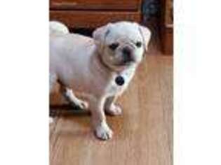 Pug Puppy for sale in New Albany, IN, USA