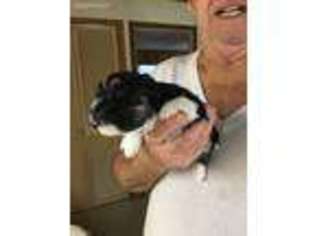 Havanese Puppy for sale in Eustis, FL, USA