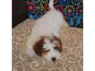 Mutt Puppy for sale in Winona, MN, USA