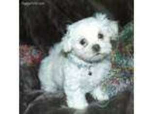 Maltese Puppy for sale in Atoka, OK, USA