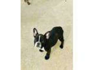 French Bulldog Puppy for sale in Cumming, GA, USA