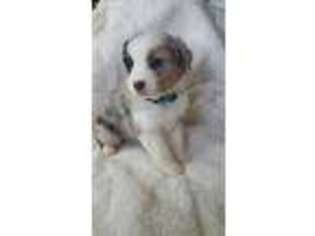 Australian Shepherd Puppy for sale in Garwood, TX, USA