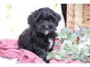 Shih-Poo Puppy for sale in Malone, NY, USA