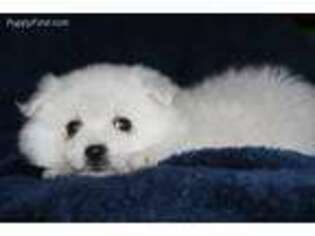American Eskimo Dog Puppy for sale in Tulare, CA, USA