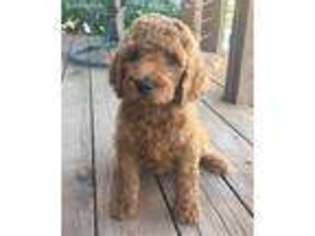 Goldendoodle Puppy for sale in Salina, KS, USA