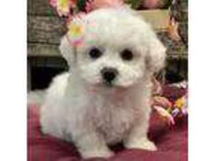 Bichon Frise Puppy for sale in Shipshewana, IN, USA