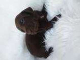 German Shorthaired Pointer Puppy for sale in Gordonville, PA, USA