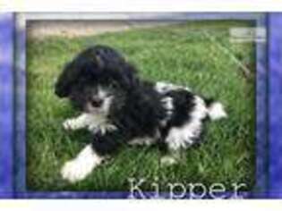 Shepadoodle Puppy for sale in Canton, OH, USA