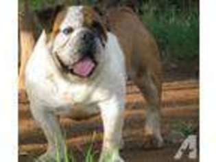 Olde English Bulldogge Puppy for sale in MARBLE FALLS, TX, USA