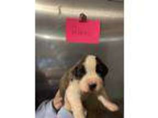 Saint Bernard Puppy for sale in Milburn, OK, USA