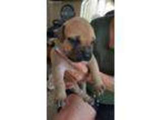 Bullmastiff Puppy for sale in Stover, MO, USA
