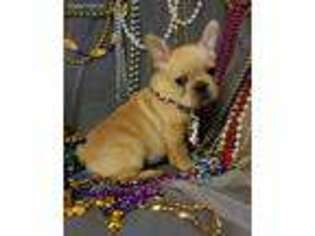 French Bulldog Puppy for sale in Homer, LA, USA