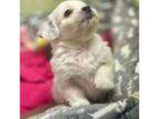 Mutt Puppy for sale in Glen Burnie, MD, USA