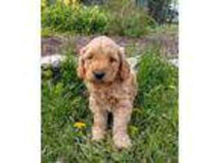 Goldendoodle Puppy for sale in Trout Creek, MT, USA
