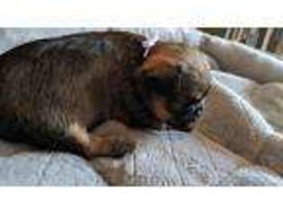 Brussels Griffon Puppy for sale in Shelbyville, TN, USA