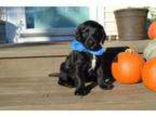 Labradoodle Puppy for sale in Aurora, NC, USA