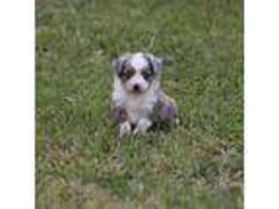 Miniature Australian Shepherd Puppy for sale in Normangee, TX, USA