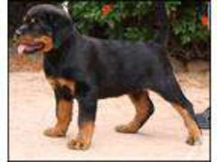 Rottweiler Puppy for sale in PERRIS, CA, USA