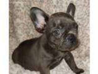 French Bulldog Puppy for sale in Newberry, FL, USA