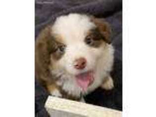 Miniature Australian Shepherd Puppy for sale in Streetman, TX, USA