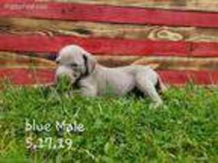 Weimaraner Puppy for sale in Richfield, PA, USA